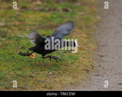 Nero la folaga (fulica atra), in esecuzione, GERMANIA Baden-Wuerttemberg Foto Stock