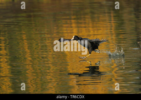 Nero la folaga (fulica atra), in esecuzione sull'acqua, GERMANIA Baden-Wuerttemberg Foto Stock