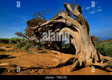 Isole Canarie ginepro (Juniperus cedrus), il vecchio albero a El Hierro, Isole Canarie, El Hierro Foto Stock