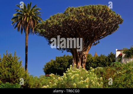 Drago di strappo il sangue, Draegon Tree, Isole Canarie Dragon Tree, Drago (Dracaena draco), El Drago in Icod, Spagna, Canarie, Tenerife Foto Stock