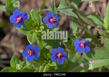 Comune, pimpernel scarlet pimpernel, uomo povero weatherglass (Anagallis arvense ssp. latifolia, Anagallis arvense f. azurea), con colori blu, in Germania, in Baviera Foto Stock