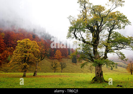 Acero di monte, grande Acero (Acer pseudoplatanus), grande Ahornboden in autunno, Austria, Tirolo, Grosser Ahornboden Foto Stock