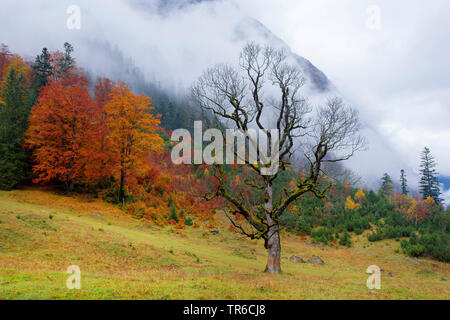 Acero di monte, grande Acero (Acer pseudoplatanus), grande Ahornboden in autunno, Austria, Tirolo, Grosser Ahornboden Foto Stock