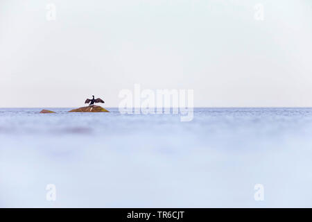 Cormorano (Phalacrocorax carbo), con ali disteso su di una roccia al litorale, Svezia Foto Stock