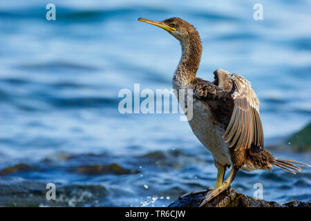 Il marangone dal ciuffo (phalacrocorax aristotelis), giovane uccello con ali disteso su una roccia presso la costa, Spagna, Balearen, Maiorca Foto Stock