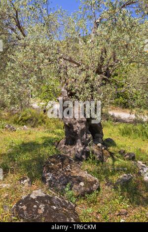 Albero di olivo (Olea europaea), old gnarly olivo in un oliveto, Grecia, Lesbo, Mitilini Foto Stock