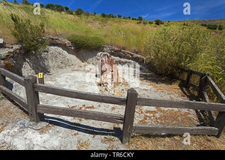 Albero di fossili, geoparc della foresta pietrificata di Sigri, Grecia, Lesbo, Mitilini Foto Stock