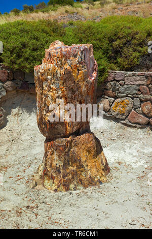 Albero di fossili, geoparc della foresta pietrificata di Sigri, Grecia, Lesbo, Mitilini Foto Stock