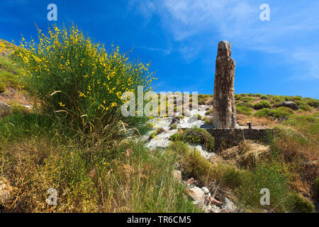 Albero di fossili, geoparc della foresta pietrificata di Sigri, Grecia, Lesbo, Mitilini Foto Stock