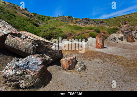 Alberi fossili, geoparc della foresta pietrificata di Sigri, Grecia, Lesbo, Mitilini Foto Stock