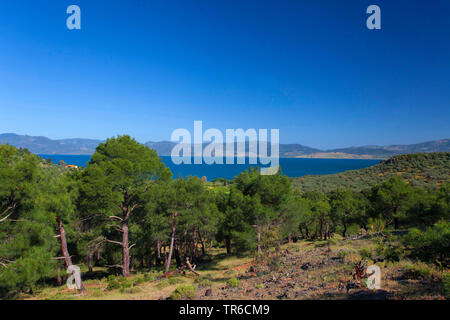 Pineta sulla costa est della baia di Kalloni, Grecia, Lesbo, Mitilini Foto Stock