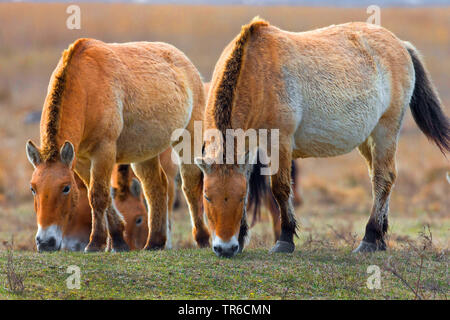 Cavallo di Przewalski (Equus przewalski), pascolo cavalli selvatici nella zona umida, Austria, Burgenland Foto Stock