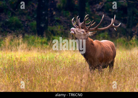 Il cervo (Cervus elaphus), rumoreggianti Red Deer stag in solchi stagione, Germania Foto Stock