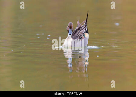 Northern pintail (Anas acuta), maschio sull'acqua, Germania Foto Stock