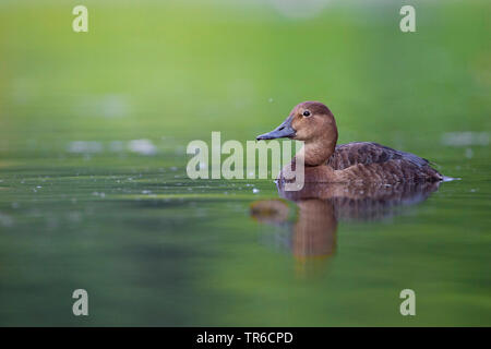 Pochard comune (Aythya ferina, Anas ferina), femmina sull'acqua, in Germania, in Baviera Foto Stock