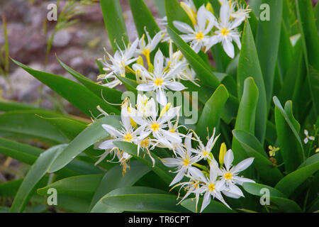 Star Lilly, illiriche giglio di mare (Pancratium illyricum), fioritura, Italia Sardegna Foto Stock