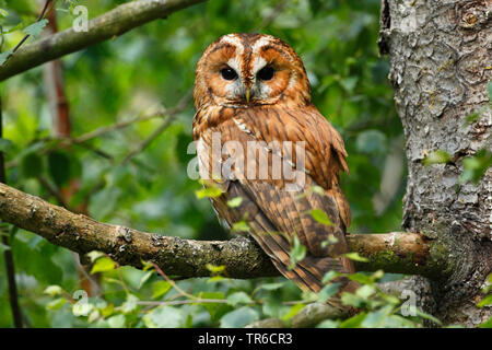 Eurasian allocco (Strix aluco), seduto su un albero, in Germania, in Baviera Foto Stock