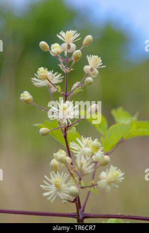 I viaggiatori di gioia, di vecchio uomo con la barba (Clematis vitalba), fioritura, Germania Foto Stock