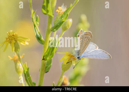 Long-tailed blu (Lampides boeticus), seduti su Senecio, Germania Foto Stock