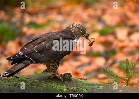 Western falco pecchiaiolo (Pernis apivorus), seduti su un tronco caduto con fungo in ebak, Germania Foto Stock