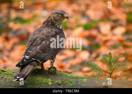 Western falco pecchiaiolo (Pernis apivorus), seduti su un tronco caduto, Germania Foto Stock