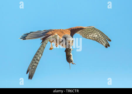 Unione gheppio, Eurasian gheppio, Vecchio Mondo gheppio, comune gheppio (Falco tinnunculus), volare con un mouse in bolletta, in Germania, in Baviera Foto Stock