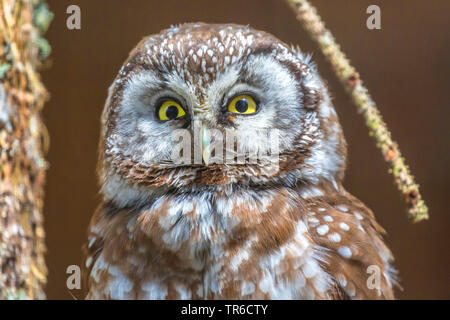 Civetta capogrosso, Civetta nana, Richardson la civetta (Aegolius funereus), ritratto, in Germania, in Baviera Foto Stock