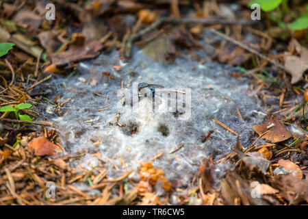 Blowflies (Calliphoridae), soffiare volare seduti su peli di un mouse decaduta, in Germania, in Baviera Foto Stock