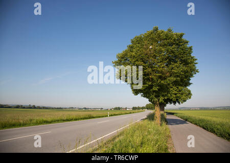 Grandi lasciava in calce, tiglio (Tilia platyphyllos), piccolo eggar, in Germania, in Baviera Foto Stock