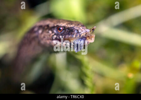 Comunità slow worm, blindworm, slow worm (Anguis fragilis), mangiato uno slug, in Germania, in Baviera Foto Stock