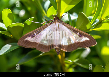 Struttura di scatola di Tarma (Glyphodes perspectalis, Cydalima perspectalis, Phacellura advenalis, Neoglyphodes perspectalis), imago seduto su di un legno di bosso, vista da sopra, in Germania, in Baviera Foto Stock