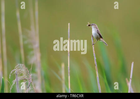 Sedge trillo (Acrocephalus schoenobaenus), seduti a un reed stelo con un sacco di insetti in bolletta, vista laterale, in Germania, in Baviera Foto Stock