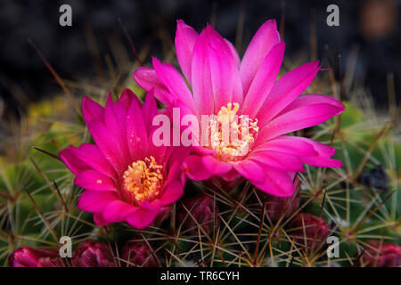 Fiore di cactus, Isole Canarie Lanzarote Foto Stock