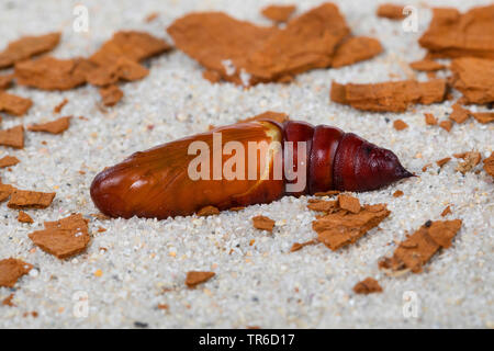 Willowherb hawkmoth, Curzon's sphinx moth (Proserpinus proserpina), pupa giacente sul terreno sabbioso, Germania Foto Stock