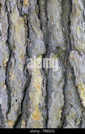 Europeo di pino nero, pino austriaco, pini neri, Corsican pine (Pinus nigra), corteccia Foto Stock