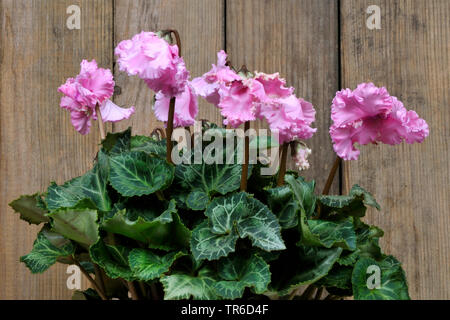 Fioristi Ciclamino (Cyclamen persicum 'Rokoko', Cyclamen persicum Rokoko), cultivar Rokoko Foto Stock