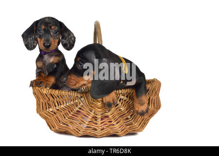 A pelo corto Bassotto a pelo corto salsiccia cane, cane domestico (Canis lupus f. familiaris), due simpatici bassotto whelps in un cestello, cut-out Foto Stock