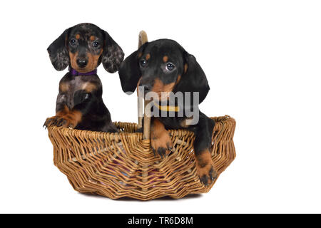 A pelo corto Bassotto a pelo corto salsiccia cane, cane domestico (Canis lupus f. familiaris), due simpatici bassotto whelps in un cestello, cut-out Foto Stock