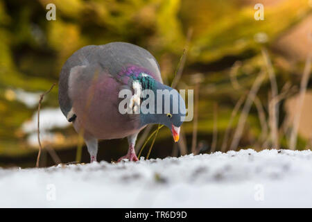 Il Colombaccio ( Columba palumbus), la ricerca di cibo nella neve, in Germania, in Baviera, Isental Foto Stock