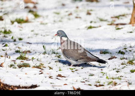 Il Colombaccio ( Columba palumbus), la ricerca di cibo nella neve, in Germania, in Baviera, Isental Foto Stock