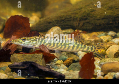 Pike, northern luccio (Esox lucius), piscina bambini pike, vista laterale, Germania Foto Stock