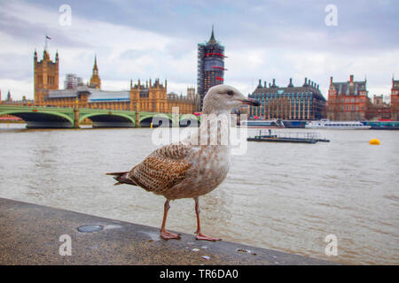 Aringa gabbiano (Larus argentatus), in piumaggio giovanile su una parete in corrispondenza del fiume Tamigi di fronte Bog Ben e Westminster Bridge, Regno Unito Inghilterra Londra Foto Stock
