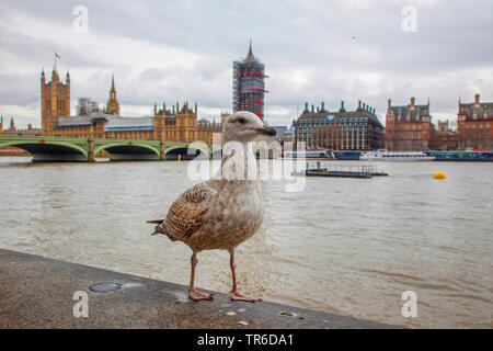 Aringa gabbiano (Larus argentatus), in piumaggio giovanile su una parete in corrispondenza del fiume Tamigi di fronte Bog Ben e Westminster Bridge, Regno Unito Inghilterra Londra Foto Stock