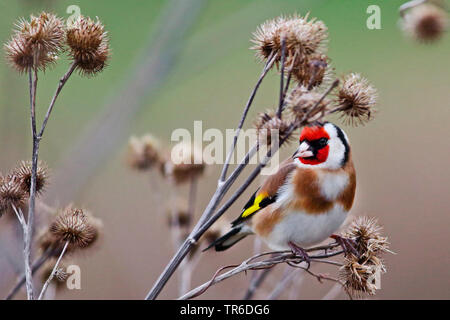 Eurasian cardellino (Carduelis carduelis), si nutrono di frutti di bardana, Germania Foto Stock