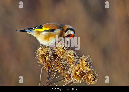 Eurasian cardellino (Carduelis carduelis), si nutrono di frutti di bardana, Germania Foto Stock