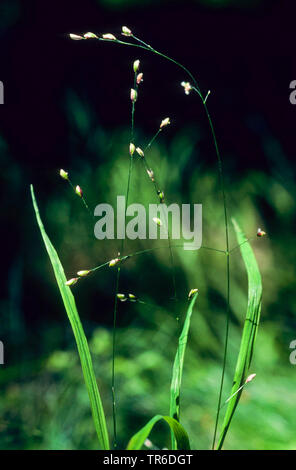 Legno (melick Melica uniflora), fioritura, Germania Foto Stock