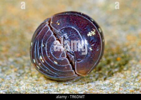 Comune, woodlouse pillbug comune, seminare bug (Armadillidium vulgare), arrotolato, Germania Foto Stock