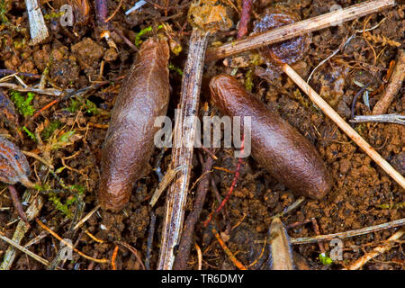 Ichneumon fly (Latibulus argiolus, Endurus argiolus), cocoon, Germania Foto Stock