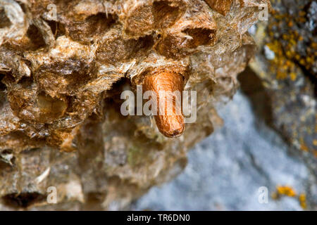 Ichneumon fly (Latibulus argiolus, Endurus argiolus), cocoon in un nido di vespe di campo, Germania Foto Stock