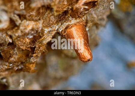 Ichneumon fly (Latibulus argiolus, Endurus argiolus), cocoon in un nido di vespe di campo, Germania Foto Stock